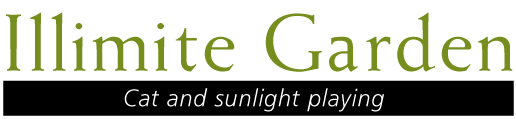 猫と光の遊ぶ庭_illimitegarden